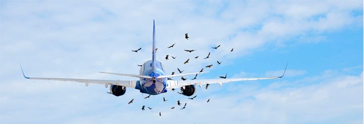 birds and plane
